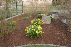 mulchgarten-gelbeblumen-steine-1000x750